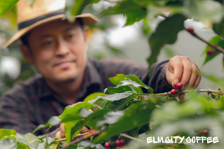 The Journey of Coffee Beans: From Farm to Cup