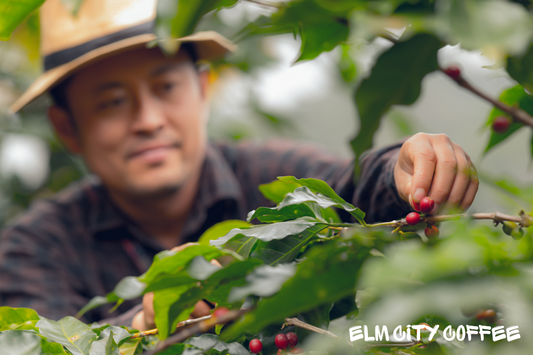 The Journey of Coffee Beans: From Farm to Cup